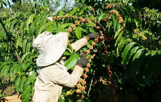 En Çok Kahve Üreten 5 Ülke