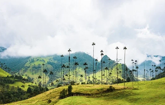 Single Origin (Tek Kökenli) Kahve Üreten Ülkeler